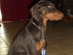 AKC Doberman 