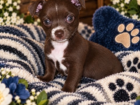 Chihuahua – Midnight Adorable Chocolate Chihuahua – Andalusia