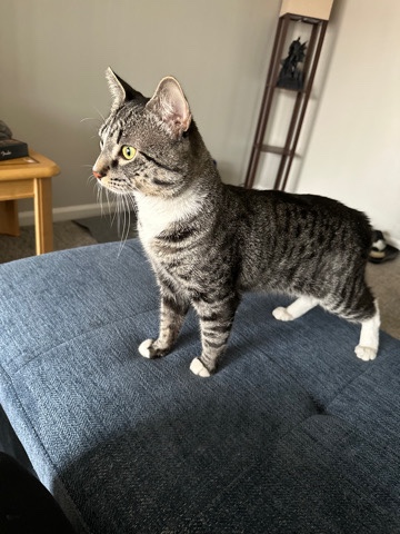 American Shorthair – Shadow