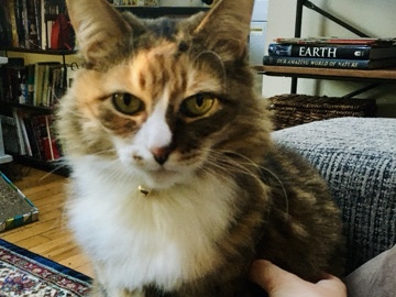 Russian White, Black and Tabby – Senior cat looking for new home!