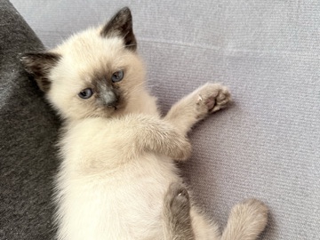 Siamese – 6 week – Amsterdam