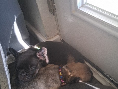 French Bulldog – poppies – Phoenix