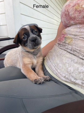 blue heeler/pit mastive
