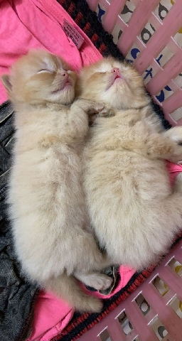 Persian (Modern) – persion cat for sale
