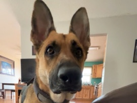 German Shepherd – german shepherd – East Gull Lake