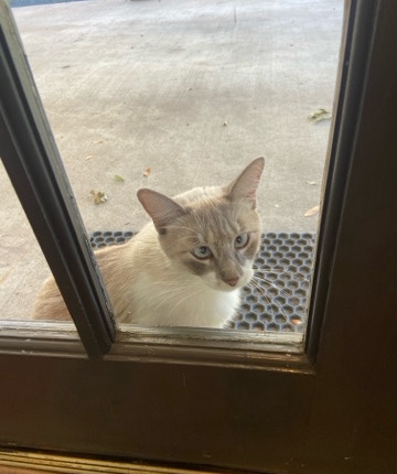 Grey/White Cat