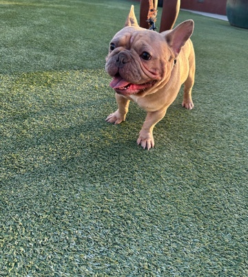 French Bulldog – French Bulldog Male for sale