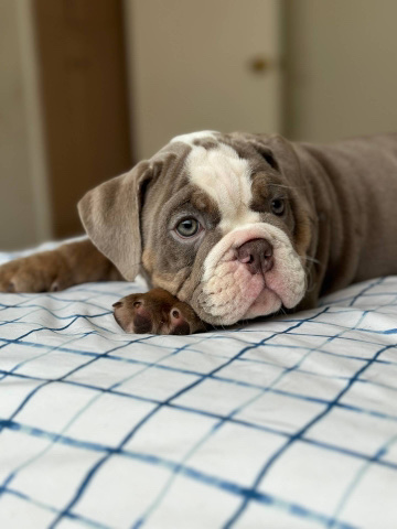 Olde English Bulldogge – lil miss bubble for sale