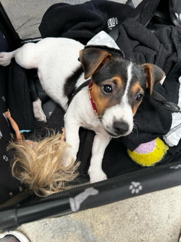 Jack Russell Terrier – Jack Russell Terrier