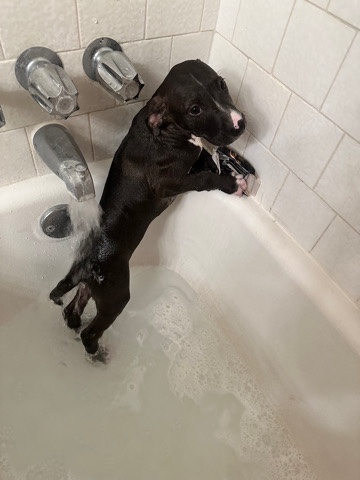 American Pit Bull Terrier – Pitbull