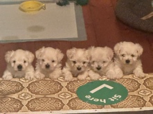 Maltese - Maltese Puppies  available for adoption in Parramatta