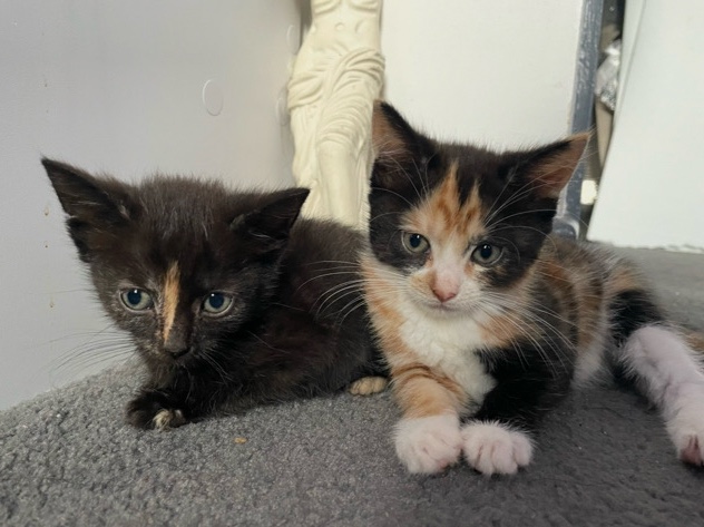 2 female kittens – Birmingham