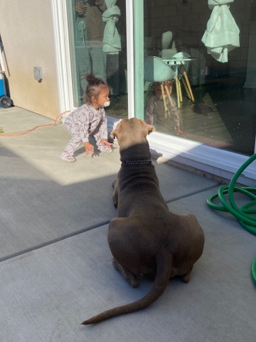 American Pit Bull Terrier – need to find a new home for my dog