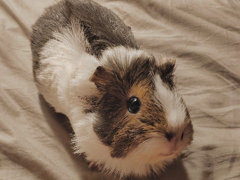 Guinea Pig – Adozione gratuita + 100€ all’anno – Milano