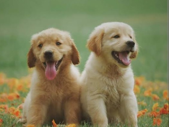 Golden Retriever - English Golden Retrivers - Puppies available for adoption in Patna