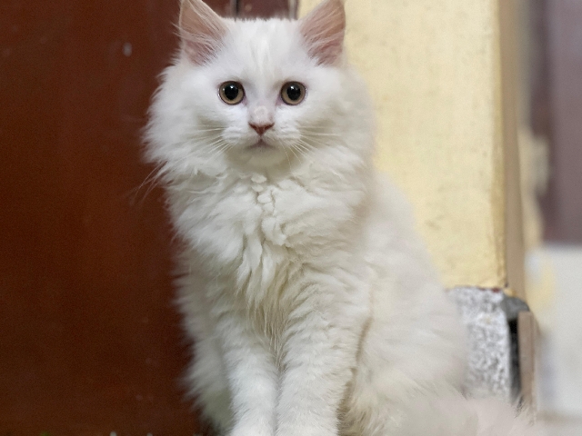Persian (Modern) - PERSIAN CATS  available for adoption in Neyveli