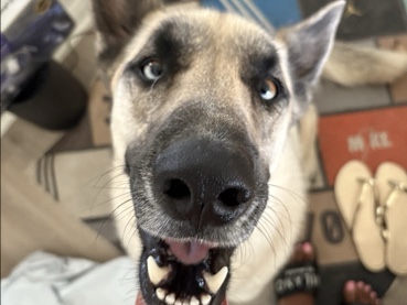German Shepherd – German shepherd/ husky mix – Hockley
