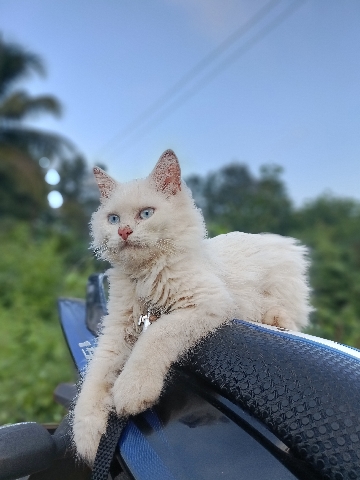 Persian (Traditional) – Persian Cat