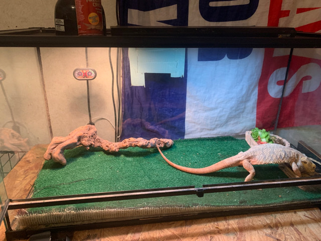 Any – cheap bearded dragon with cage and stuff