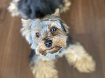 Yorkshire Terrier – Dreami the Yorkie