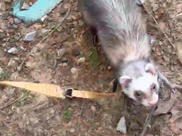 Friendly Indoor Ferret for Rehoming in Montevallo – Montevallo