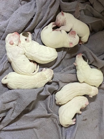 American Pit Bull Terrier – 10 weeks old
