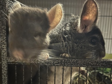 Two Chinchillas!