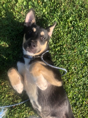 Siberian Husky – seller