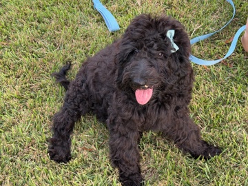 Goldendoodle – Adorable Goldendoodle/lab mix Female – Fort Payne