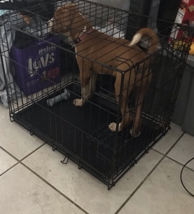 American Pit Bull Terrier – Pitbull Puppy for sale