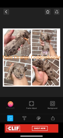 Goldendoodle Puppies