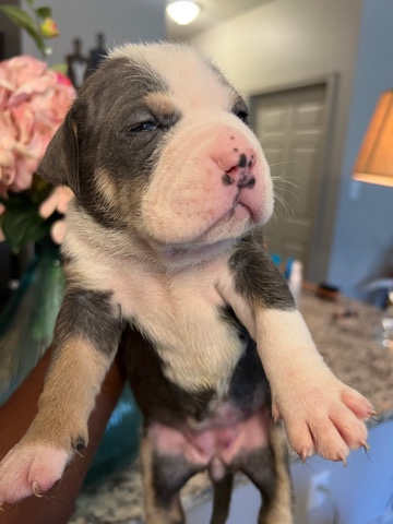 Purebred BULLIES