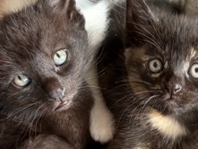 Free Kittens! – Oklahoma City