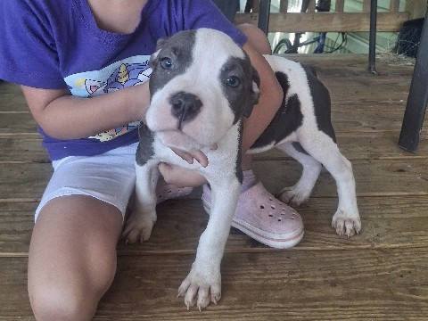 American Pit Bull Terrier – PITBULL PUPPIES – Zachary
