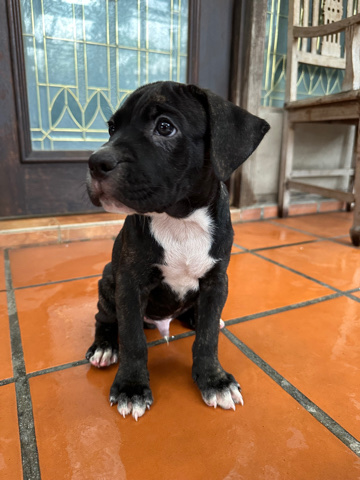 XL Pitbull