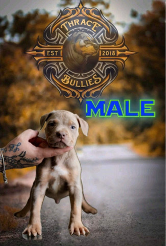 American Pit Bull Terrier – American bullies puppies