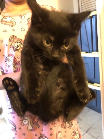 kitten