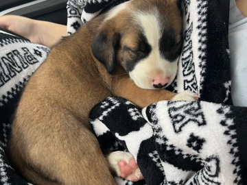 Bull and Terrier – Maple: 10 weeks, in need of sweet home – Hawthorne