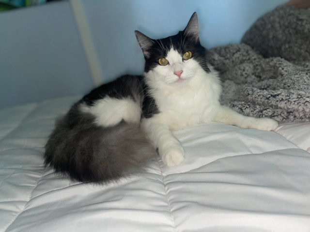 Needs a loving new home