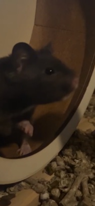 Syrian Hamster