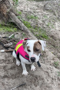 American Staffordshire Terrier – Rehome