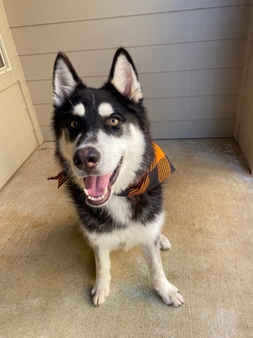 Siberian Husky – 10 month old husky wolf puppy