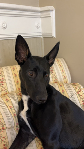 Australian Kelpie – Mixed Breed 9 month old puppy
