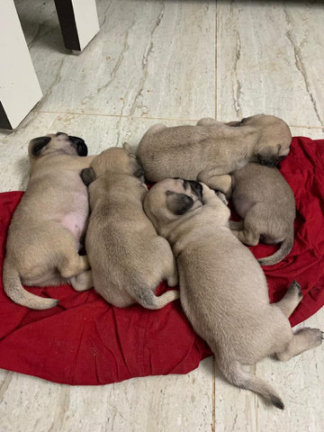 Pug – Pug puppies available