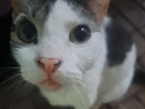 Russian White, Black and Tabby – Friendly Russian White, Black and Tabby Cat – 4 Years Old – Springfield