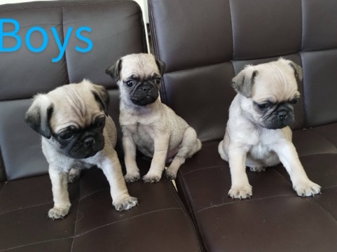 Pug – pug puppies for sale – Palmdale