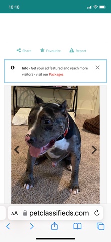 Handsome merle American Bully