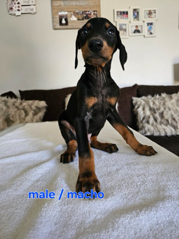 Doberman Pinscher – Doberman