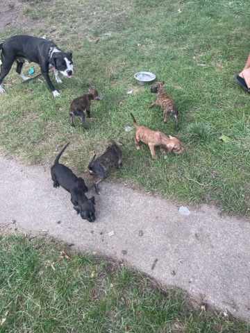 American Pit Bull Terrier – puppies 8 weeks