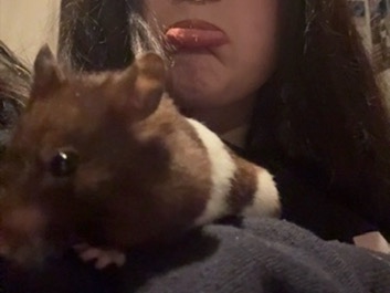 Hamster – female banded brown and white syrian hamster – Swansea